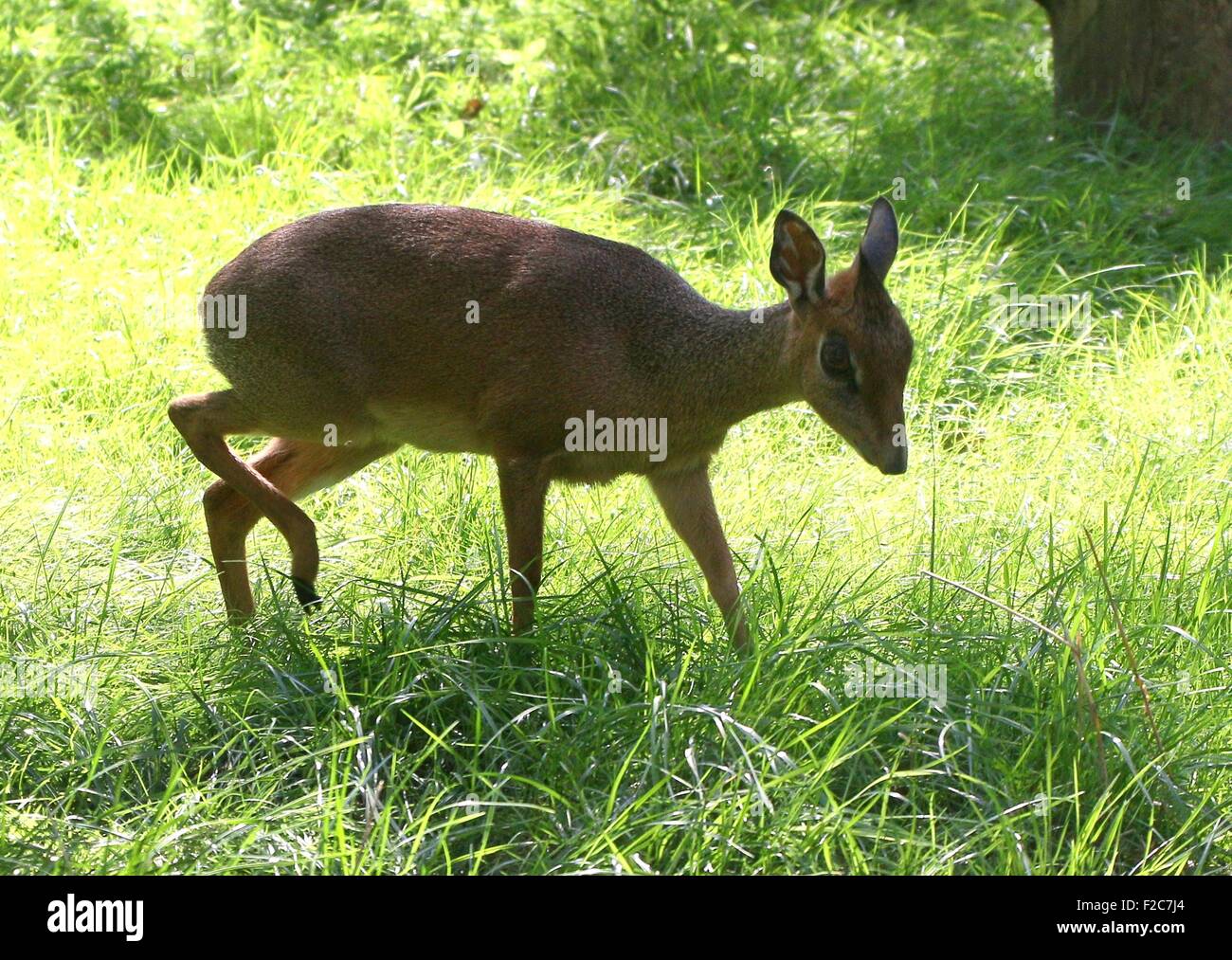 Süd-West African Kirk-Dikdiks (Madoqua Kirkii), eines der kleinsten Antilopenarten. Stockfoto