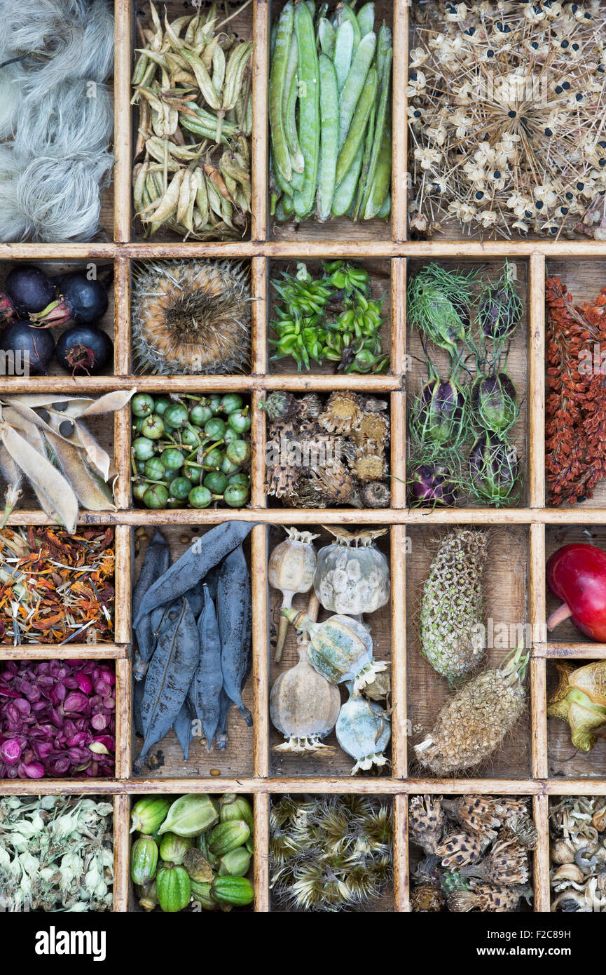 Sammlung von Samenkapseln getrocknete Blumen und Samen aus dem Garten in einem Holztablett Stockfoto