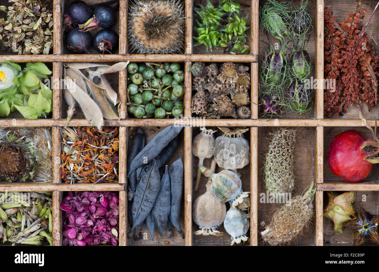 Sammlung von Samenkapseln getrocknete Blumen und Samen aus dem Garten in einem Holztablett Stockfoto