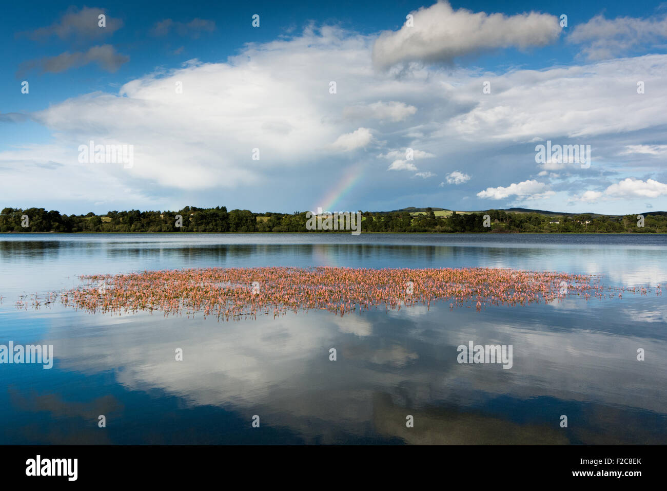 Rosa Blüten wachsen in See mit blauen Himmel und Wolken und teilweise Regenbogen. Vartry Reservoir in Wicklow Irland Stockfoto