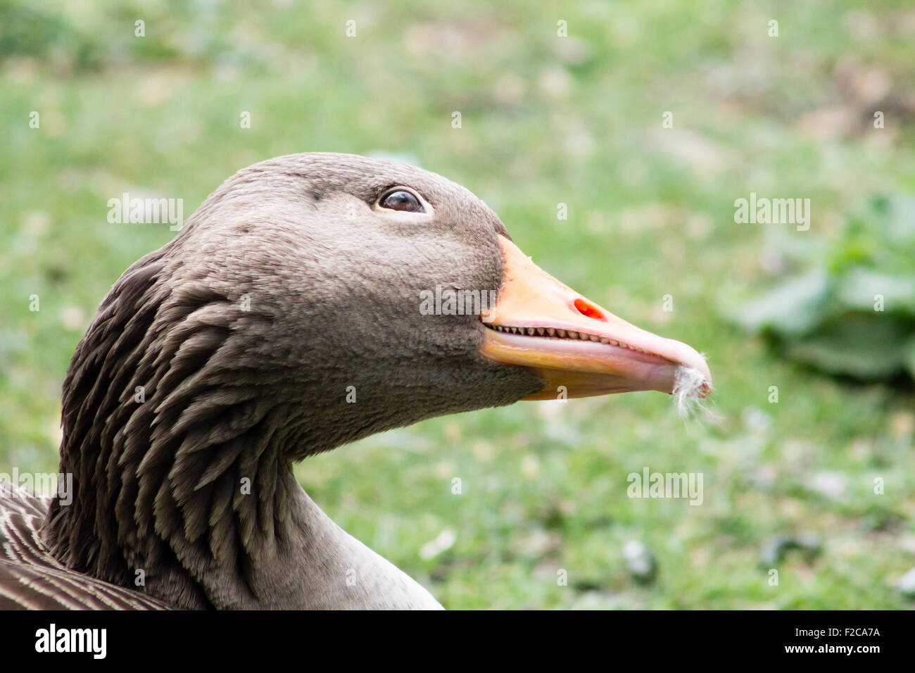 Kopfprofil der Graugans (Anser Anser). Stockfoto