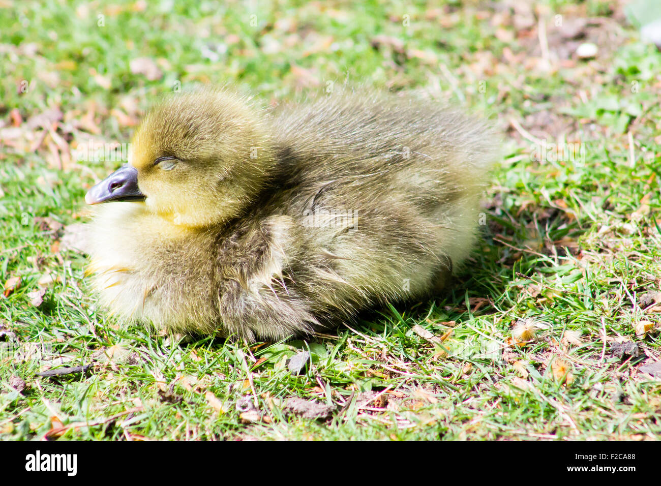 Graugans Gans (Anser Anser) Gosling auf dem Rasen sitzen und Essen auf Nahrungssuche. Stockfoto