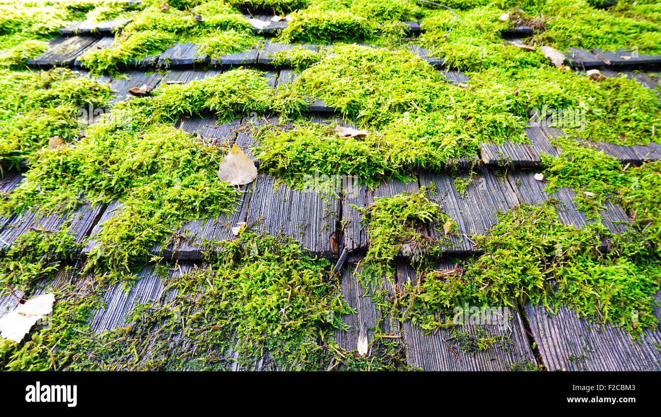 Moos auf dem Holz Dach-detail Stockfoto