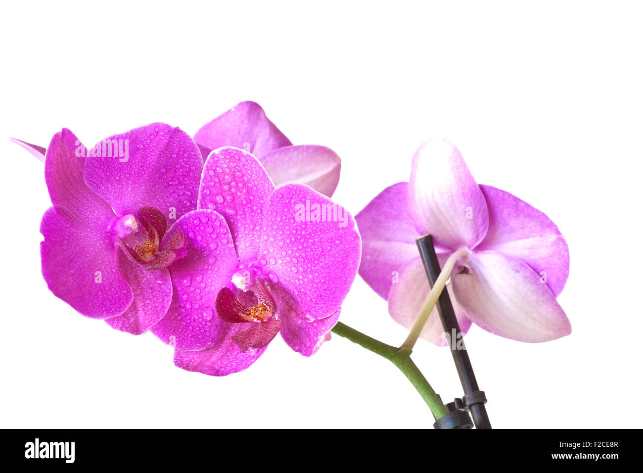 Wunderschöne Orchidee in lila Farben auf weißem Hintergrund Stockfoto