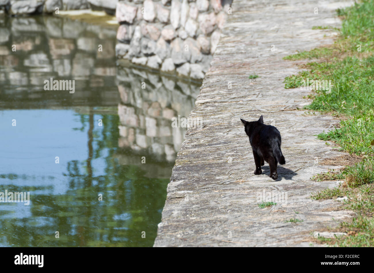 Einzelne schwarze Katze geht mittags zum Fluss angeln. Stockfoto