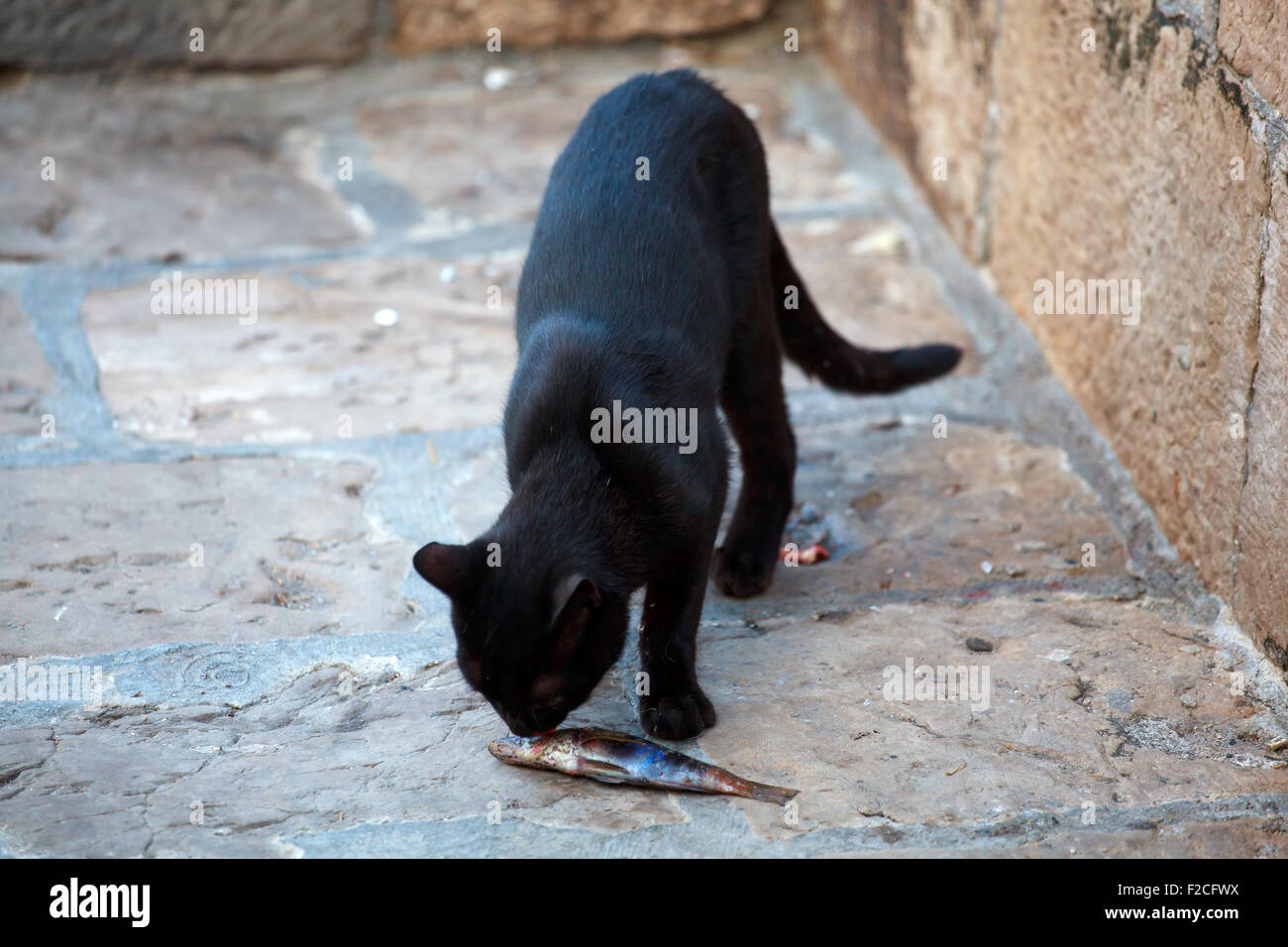 Schwarze Katze, die einen toten Fisch zu essen, auf der Straße Stockfoto