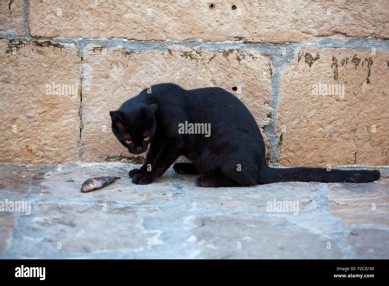 Schwarze Katze, die einen toten Fisch zu essen, auf der Straße Stockfoto