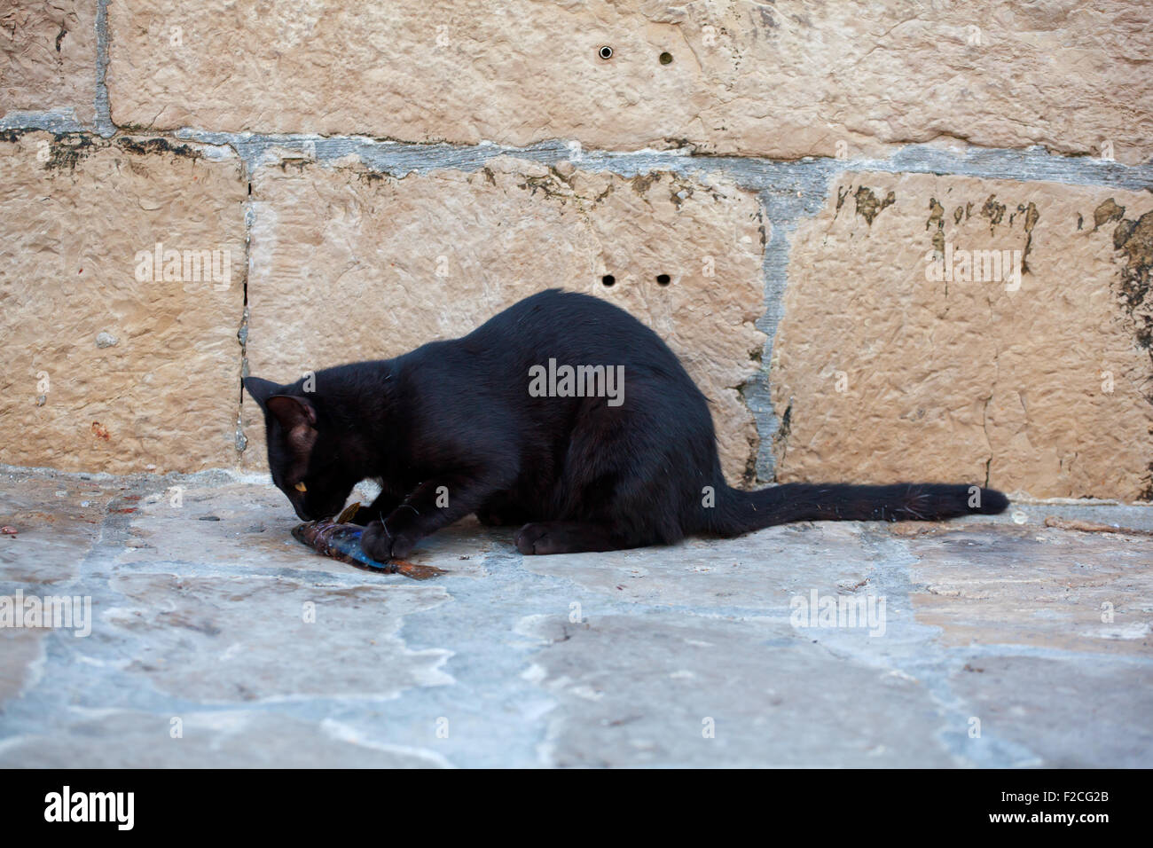 Schwarze Katze, die einen toten Fisch zu essen, auf der Straße Stockfoto