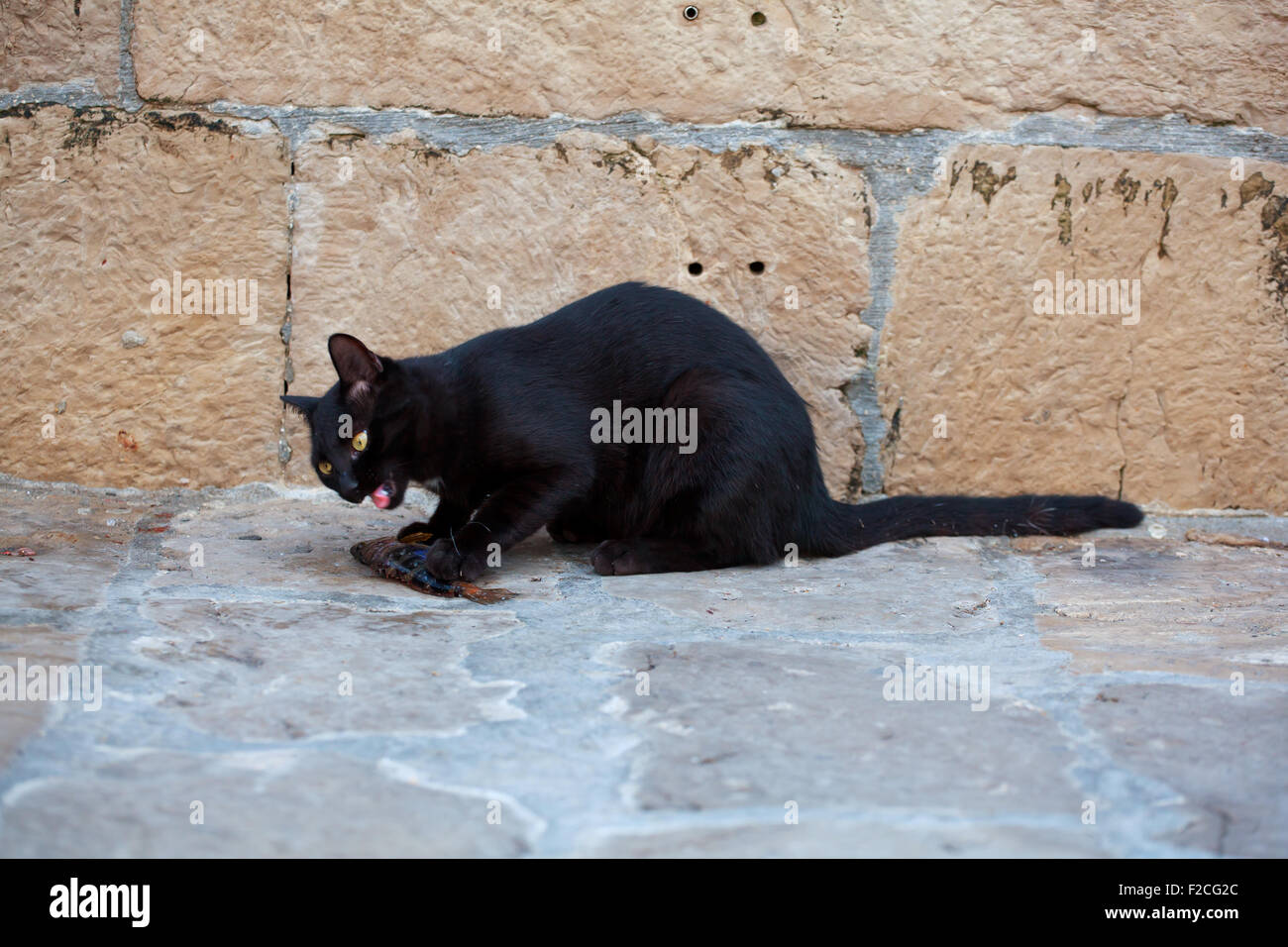 Schwarze Katze, die einen toten Fisch zu essen, auf der Straße Stockfoto