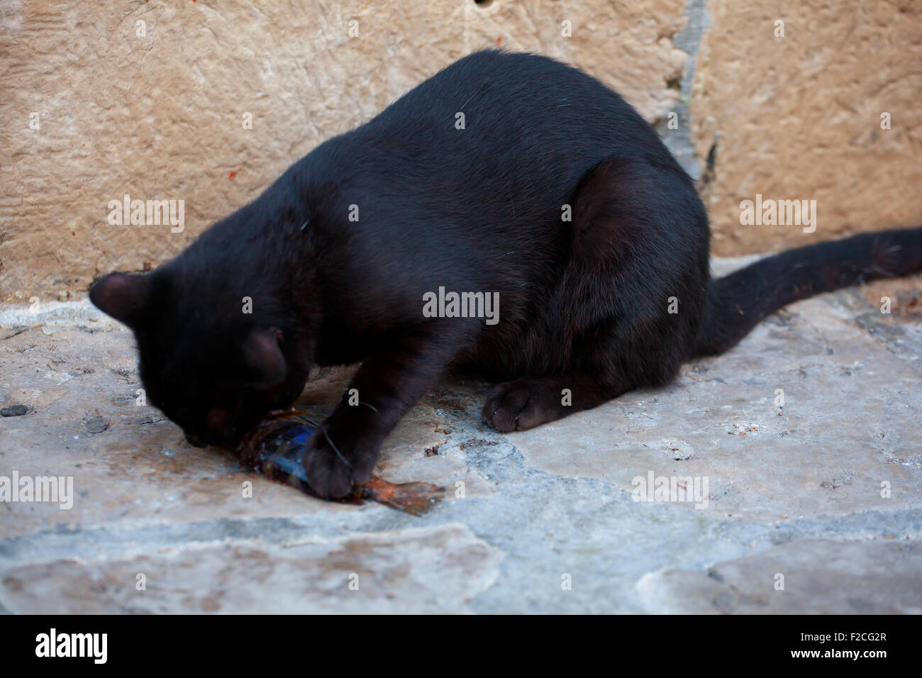 Schwarze Katze, die einen toten Fisch zu essen, auf der Straße Stockfoto