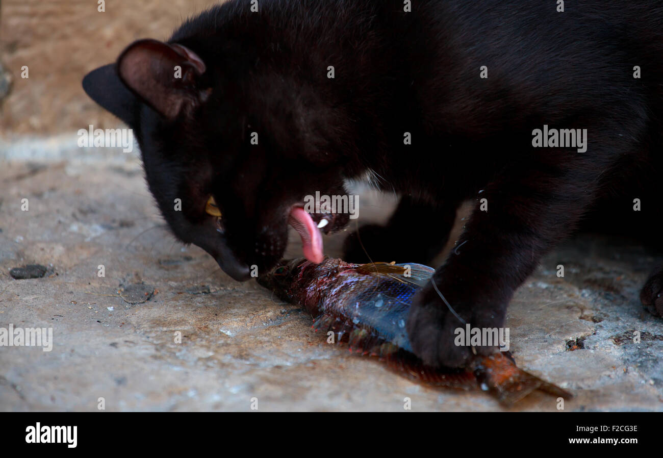 Schwarze Katze, die einen toten Fisch zu essen, auf der Straße Stockfoto