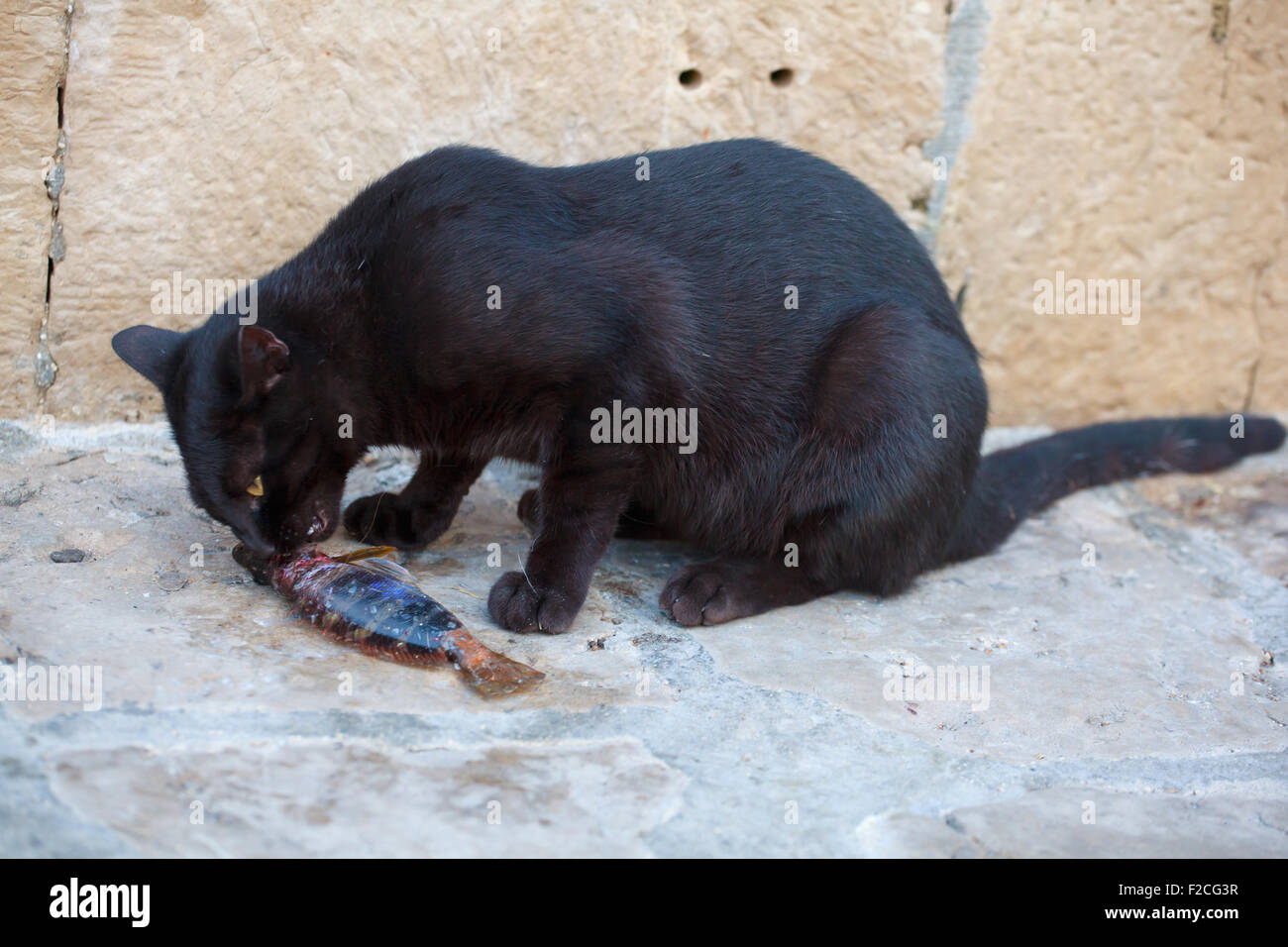 Schwarze Katze, die einen toten Fisch zu essen, auf der Straße Stockfoto