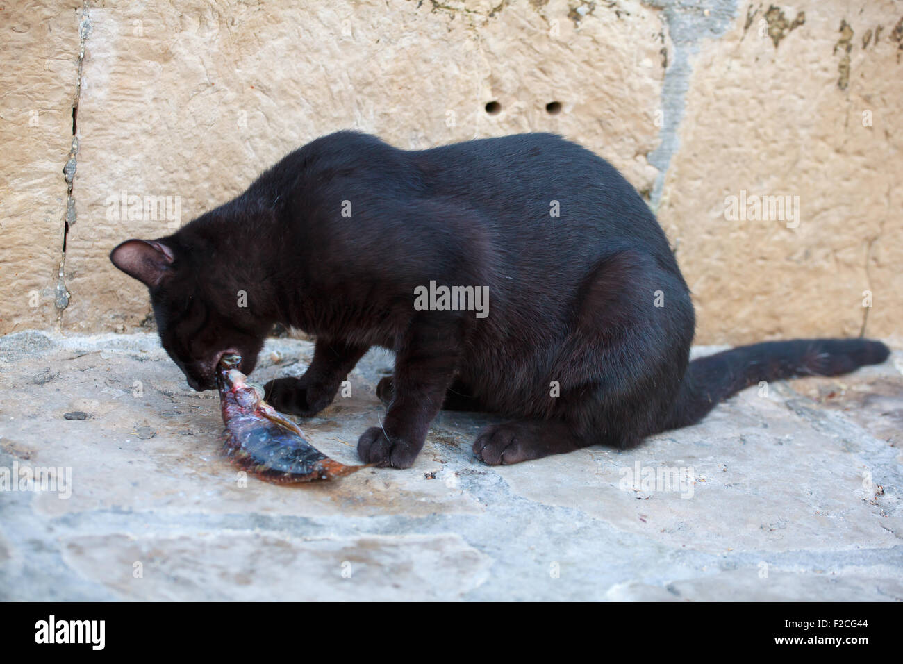 Schwarze Katze, die einen toten Fisch zu essen, auf der Straße Stockfoto