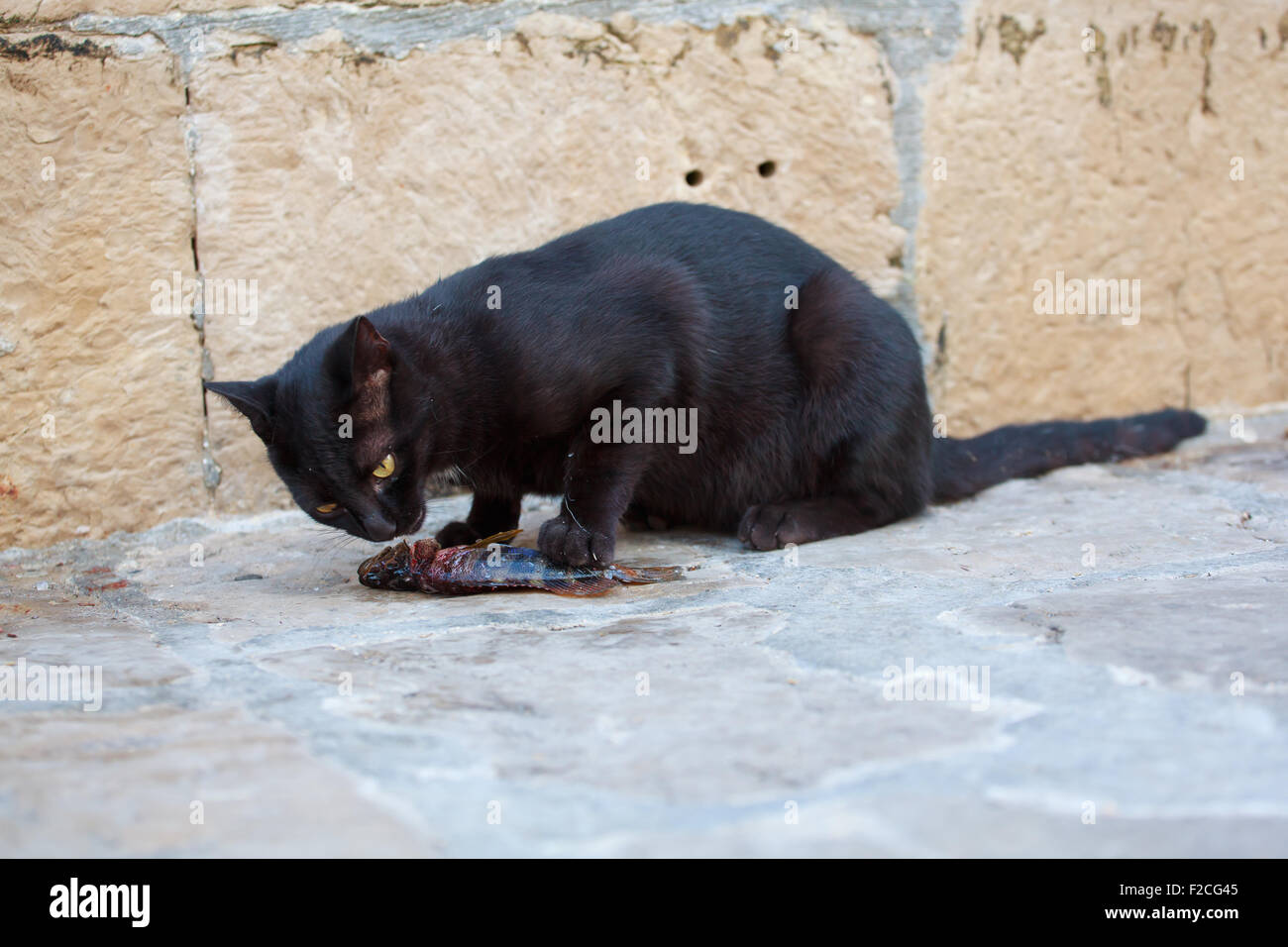 Schwarze Katze, die einen toten Fisch zu essen, auf der Straße Stockfoto