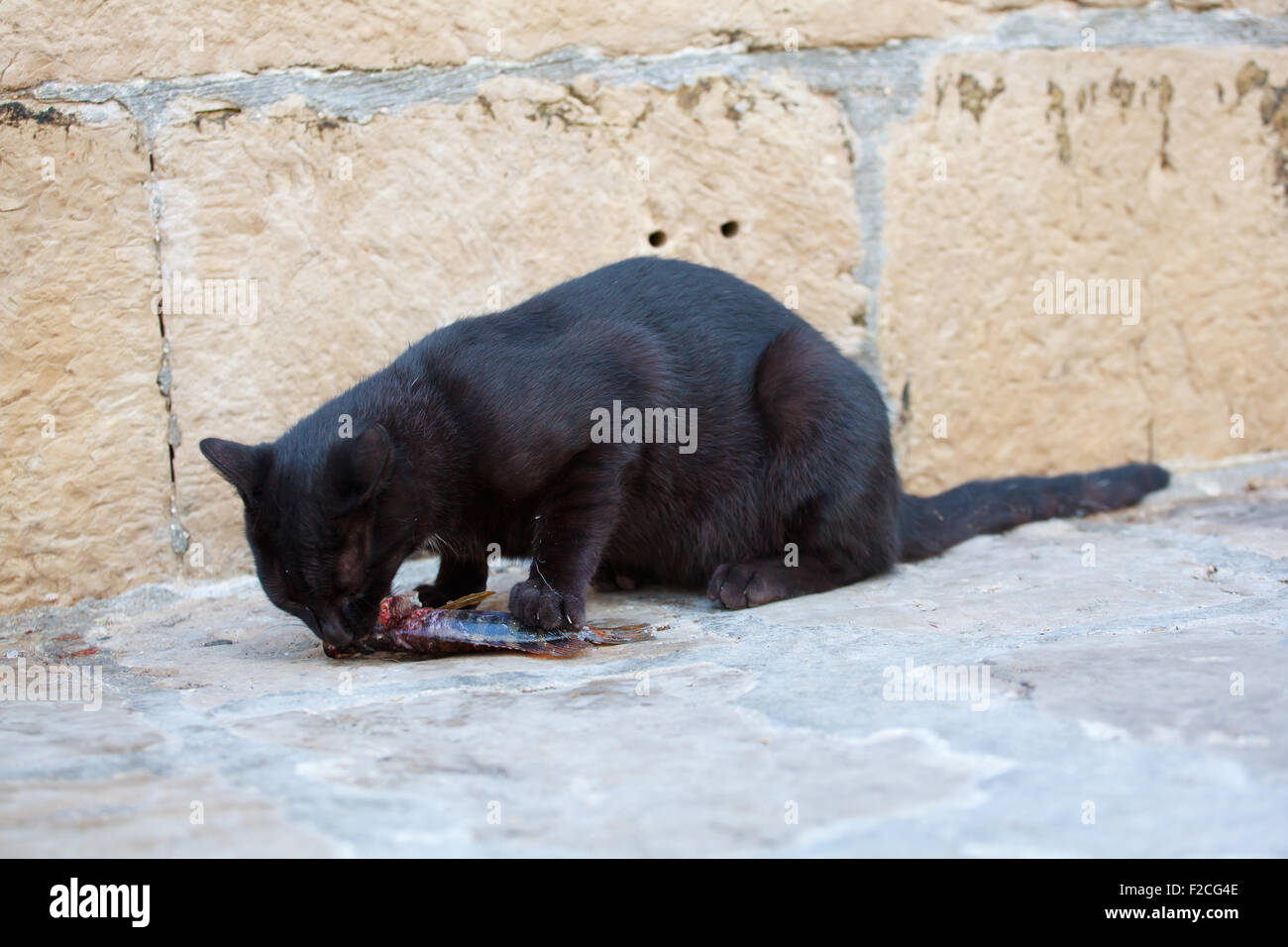 Schwarze Katze, die einen toten Fisch zu essen, auf der Straße Stockfoto