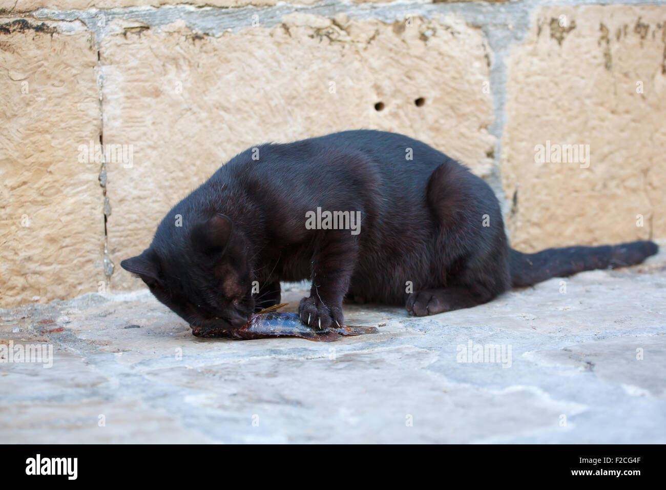 Schwarze Katze, die einen toten Fisch zu essen, auf der Straße Stockfoto