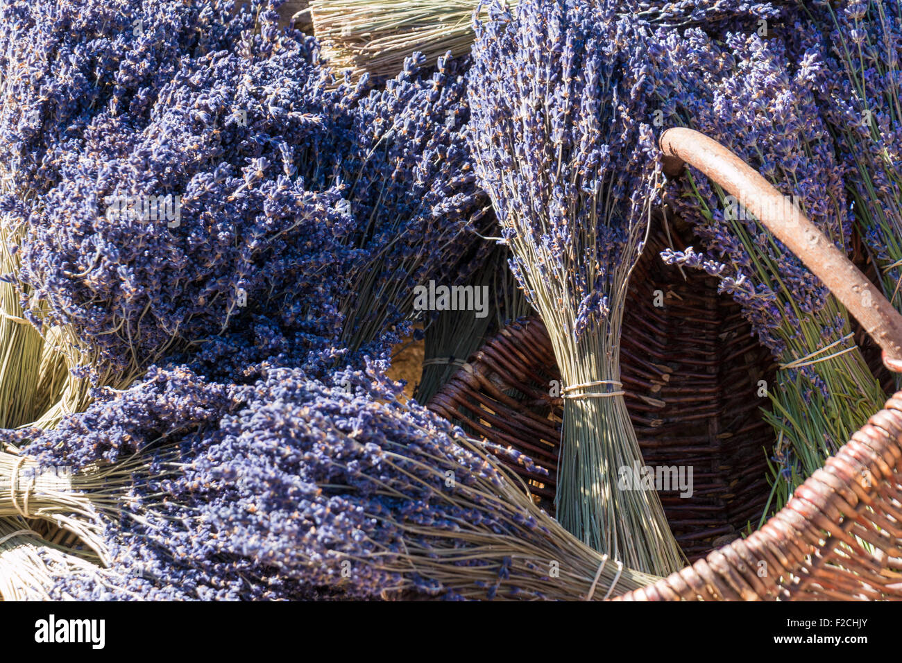 Lavendel Sträucher zum Verkauf auf dem Markt Stockfoto
