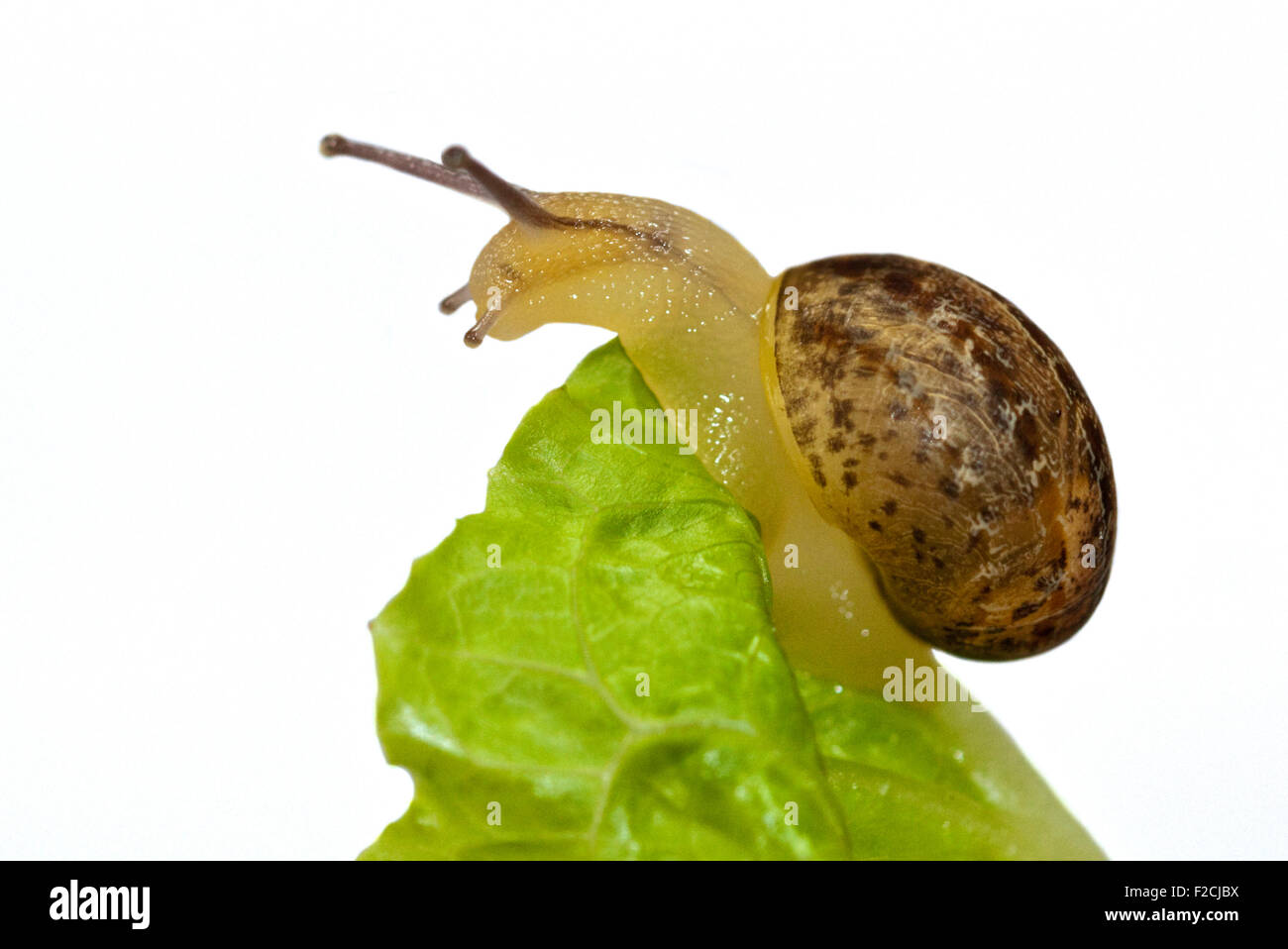 Baby Garten Schnecke 1 Monat alt (Helix Aspersa/Cornu Aspersum) auf Salatblatt Stockfoto