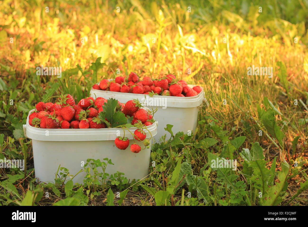 Reife süße Erdbeeren im Kunststoffkorb auf einem grünen Rasen. Im freien Stockfoto