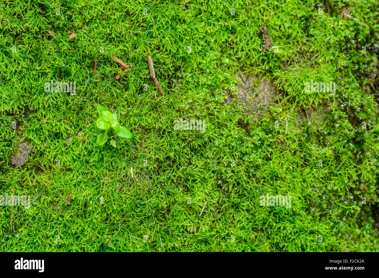 Grünes Moos auf dem Stein Hintergrund hautnah Stockfoto