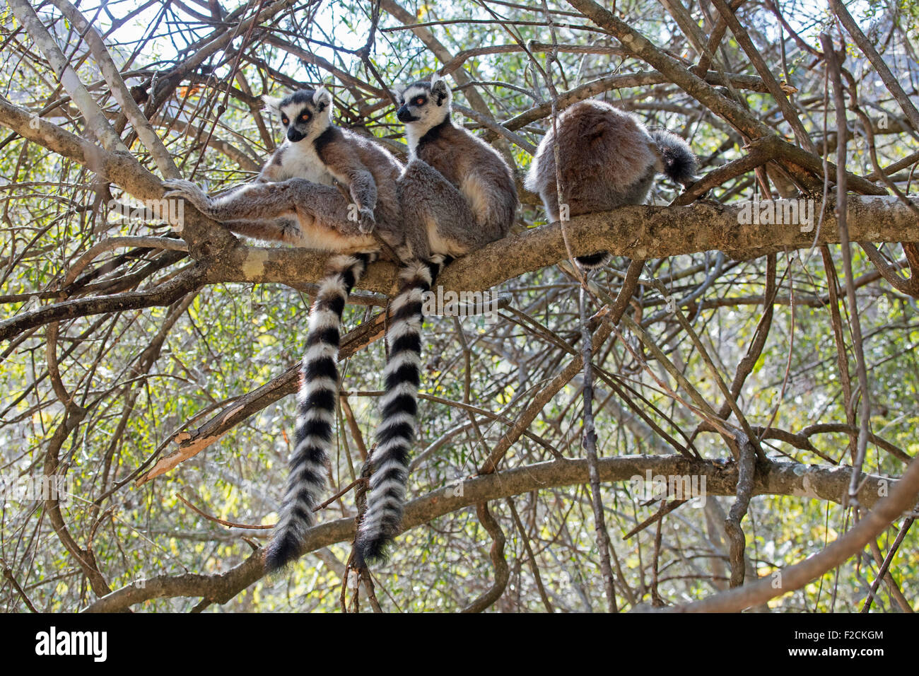 Kattas (Lemur Catta) sitzt im Baum, Isalo Nationalpark in der Nähe von Ranohira, Ihosy, Ihorombe, Madagaskar, Afrika Stockfoto