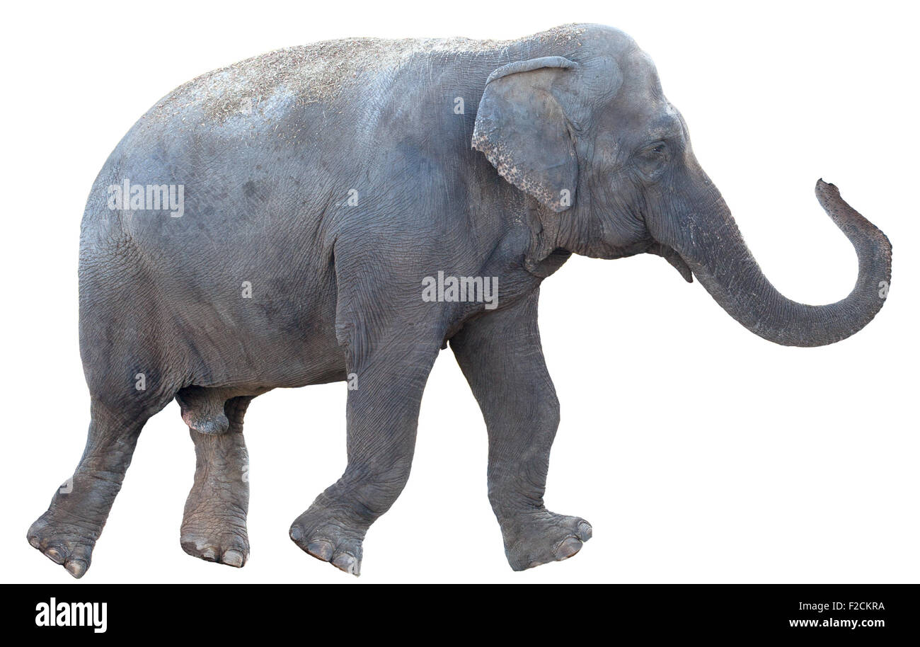 Elefant, isoliert auf weißem Hintergrund Stockfoto