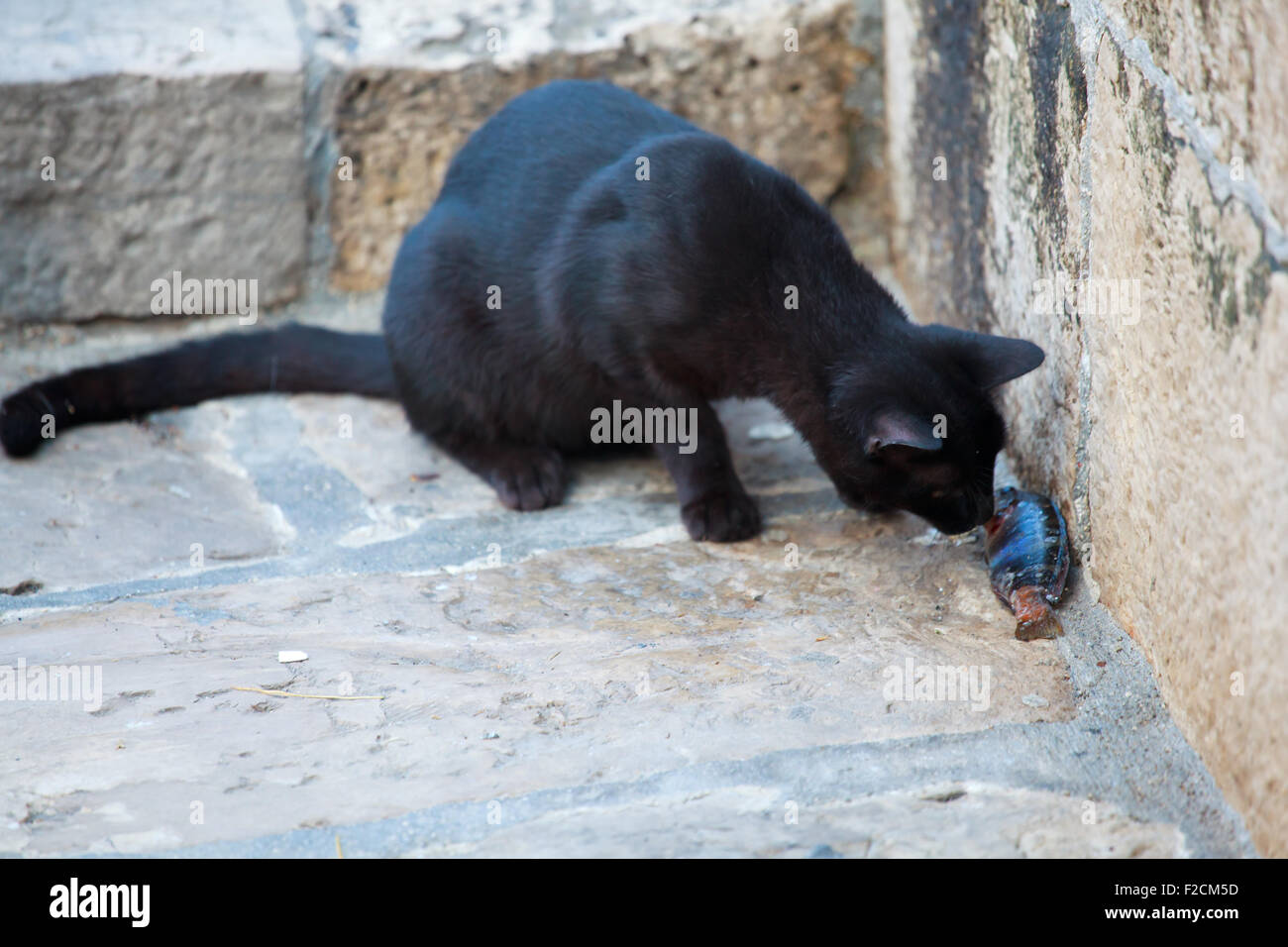 Schwarze Katze, die einen toten Fisch zu essen, auf der Straße Stockfoto