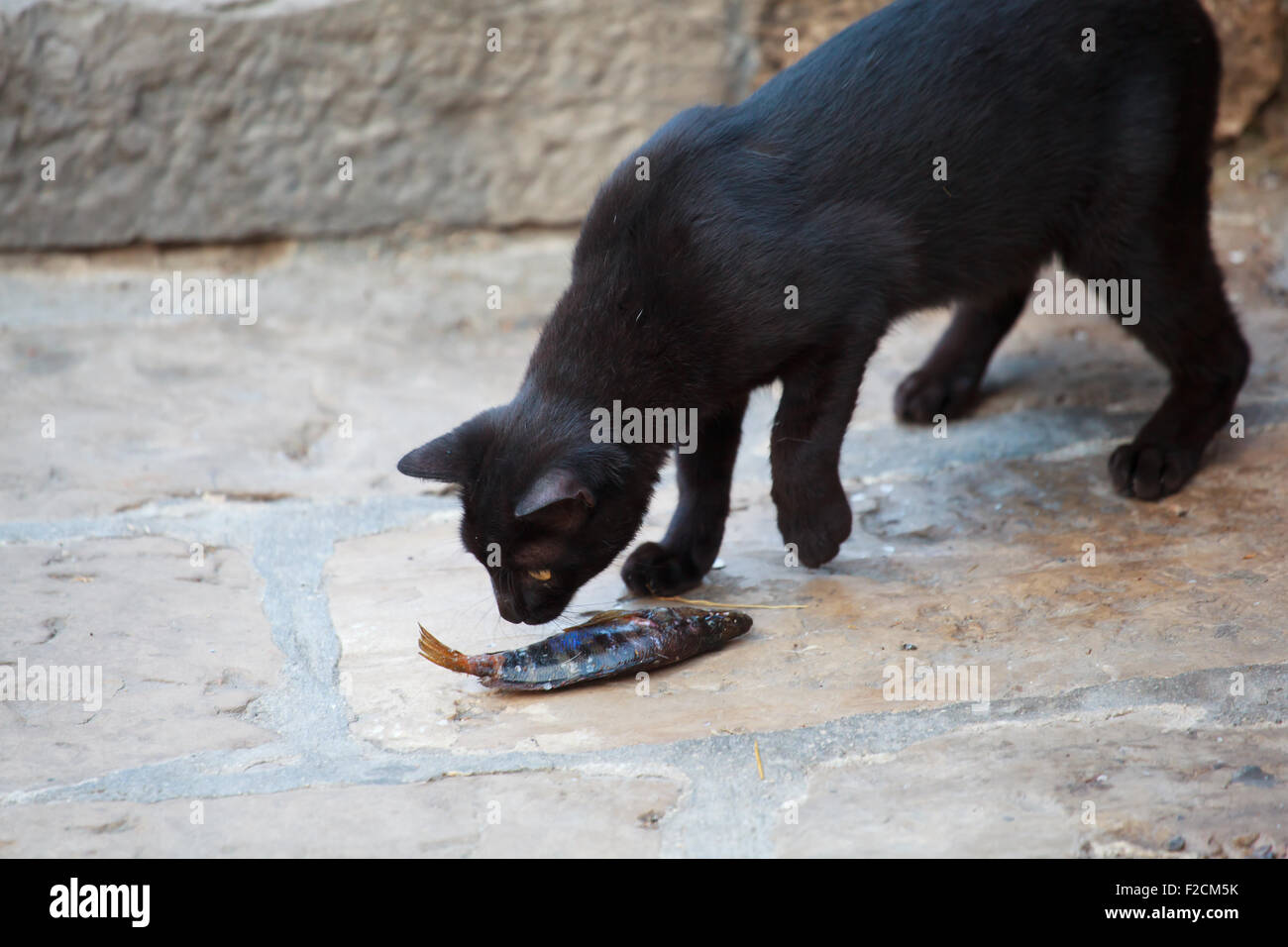 Schwarze Katze, die einen toten Fisch zu essen, auf der Straße Stockfoto