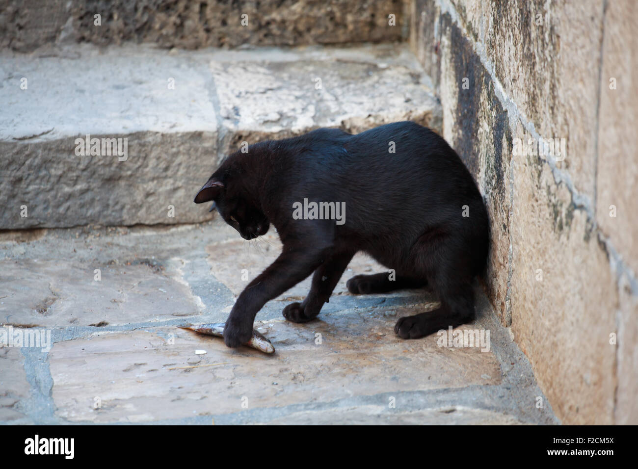 Schwarze Katze, die einen toten Fisch zu essen, auf der Straße Stockfoto