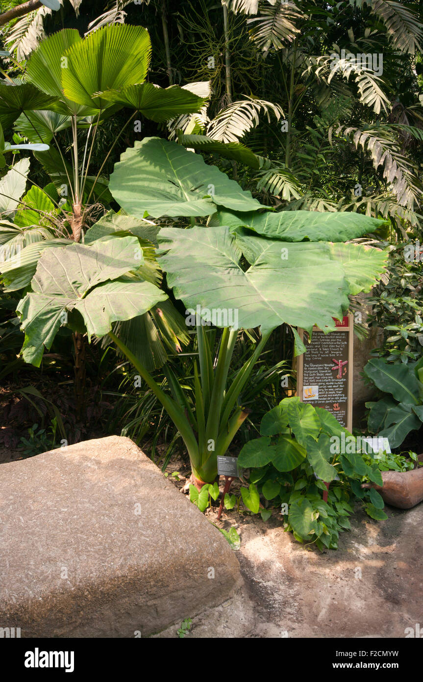 Riesen-Taro Alocasia macrorrhizos Stockfoto