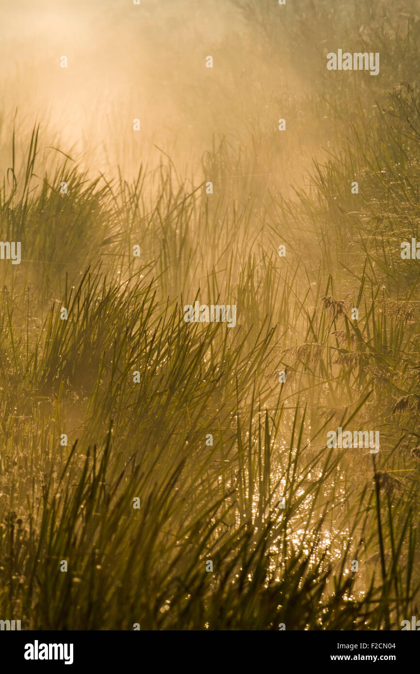 Am frühen Morgen Blick in einen Fenland Abfluss mit Nebel steigt aus dem Wasser, Cambridgeshire, England Stockfoto