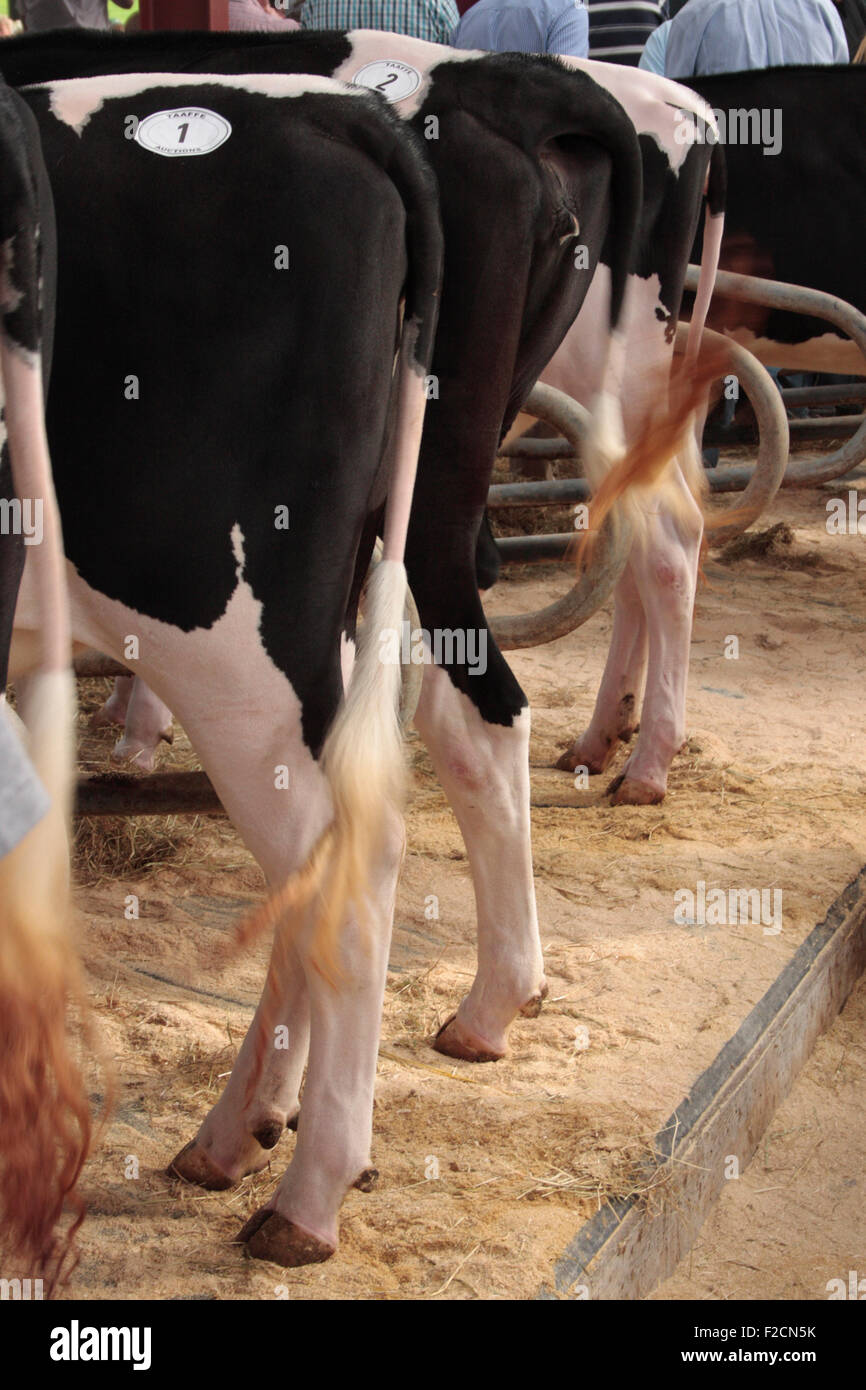 Holstein Freisian Färse Stockfoto