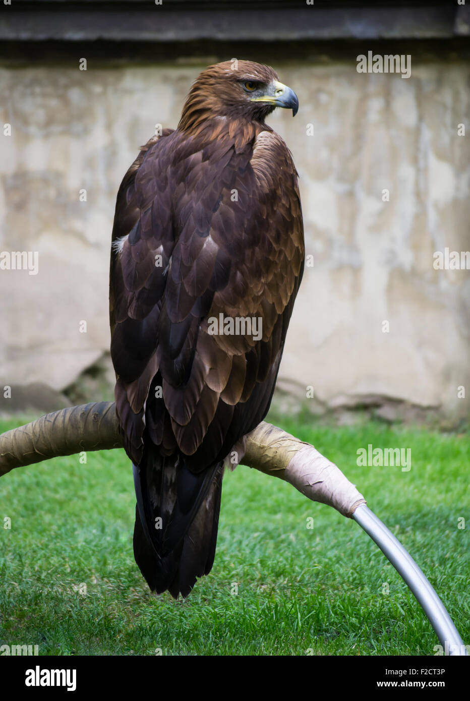 eine gezähmte Adler in einem park Stockfoto