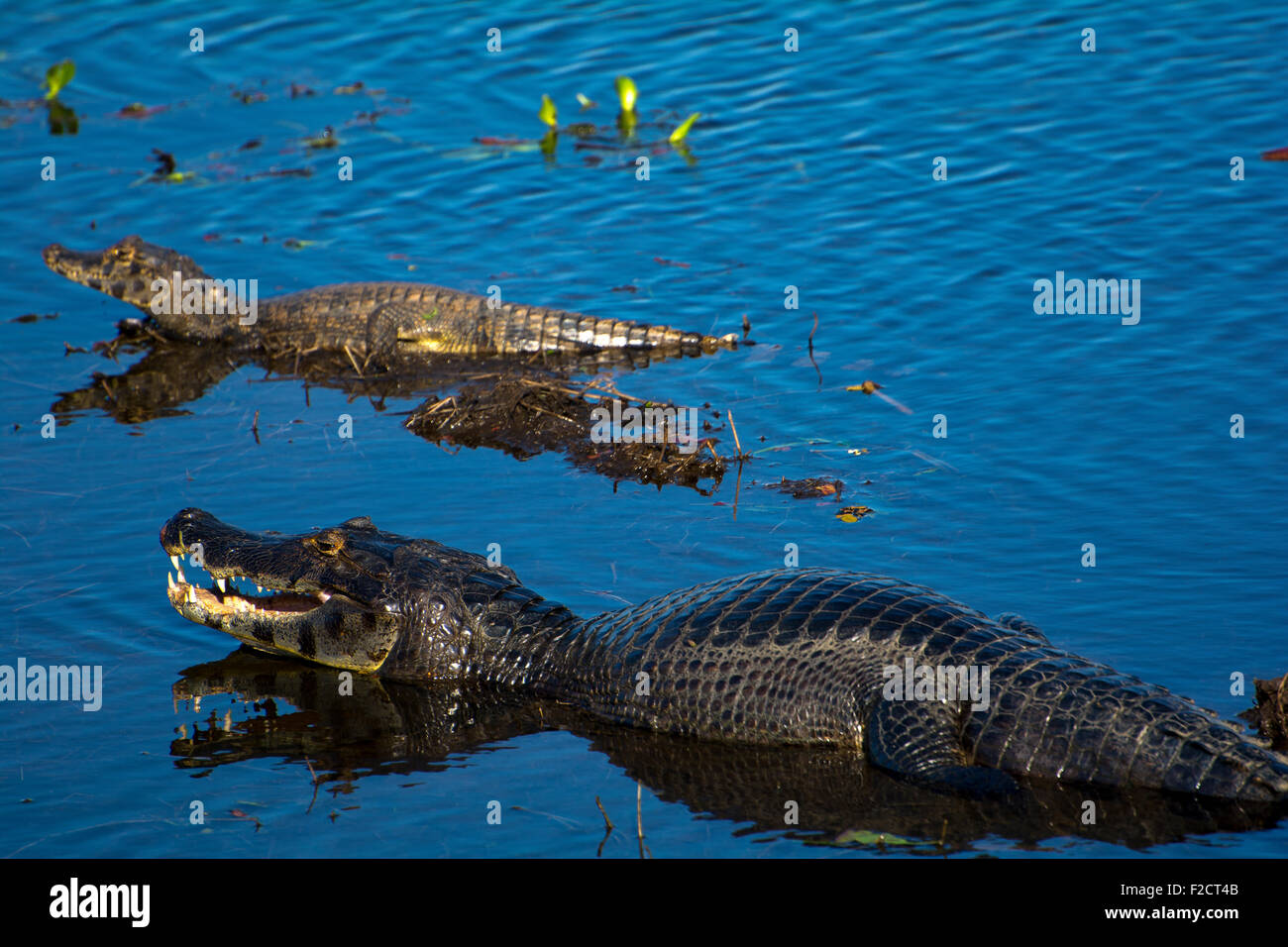 Alligatoren, nehmen ein Sonnenbad in der Nähe der Transpantaneira Straße in das Pantanal von Mato Grosso. Stockfoto