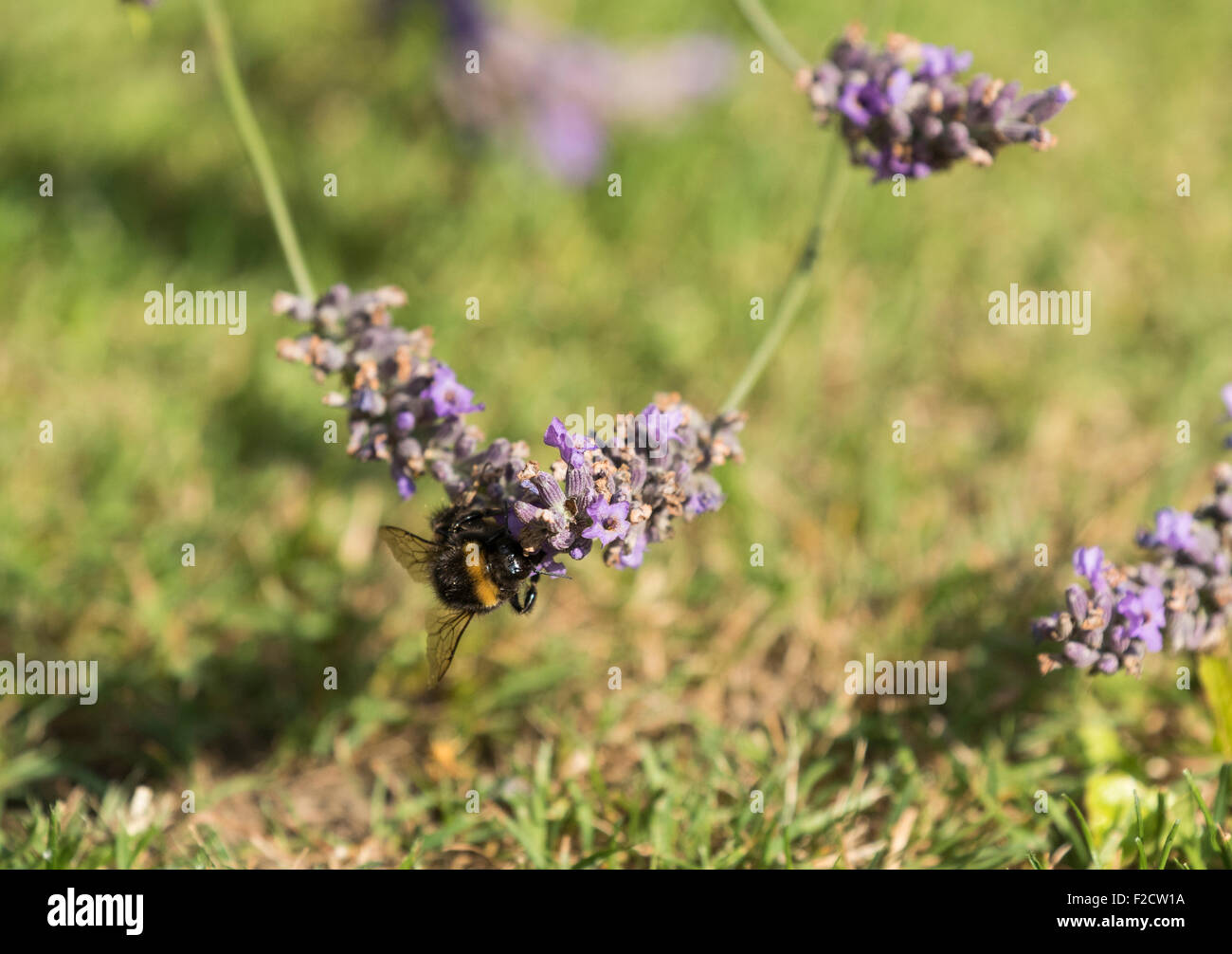 Bienen sammeln Nektar aus Lavendelblüten Stockfoto