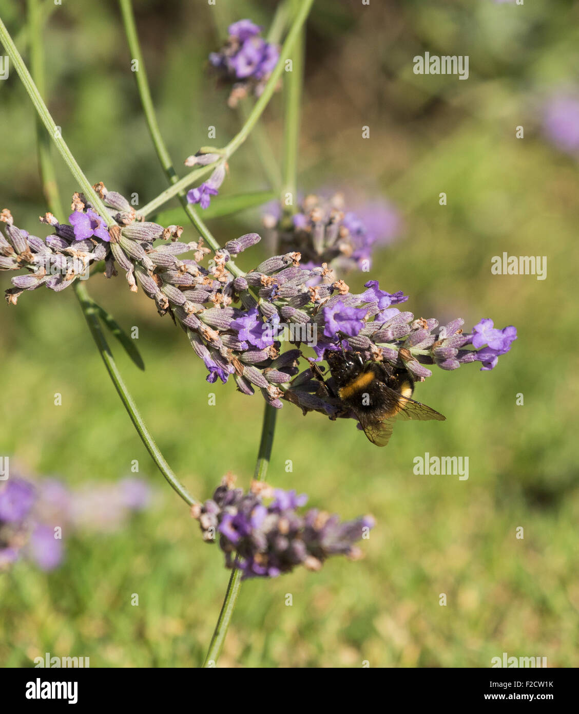 Bienen sammeln Nektar aus Lavendelblüten Stockfoto