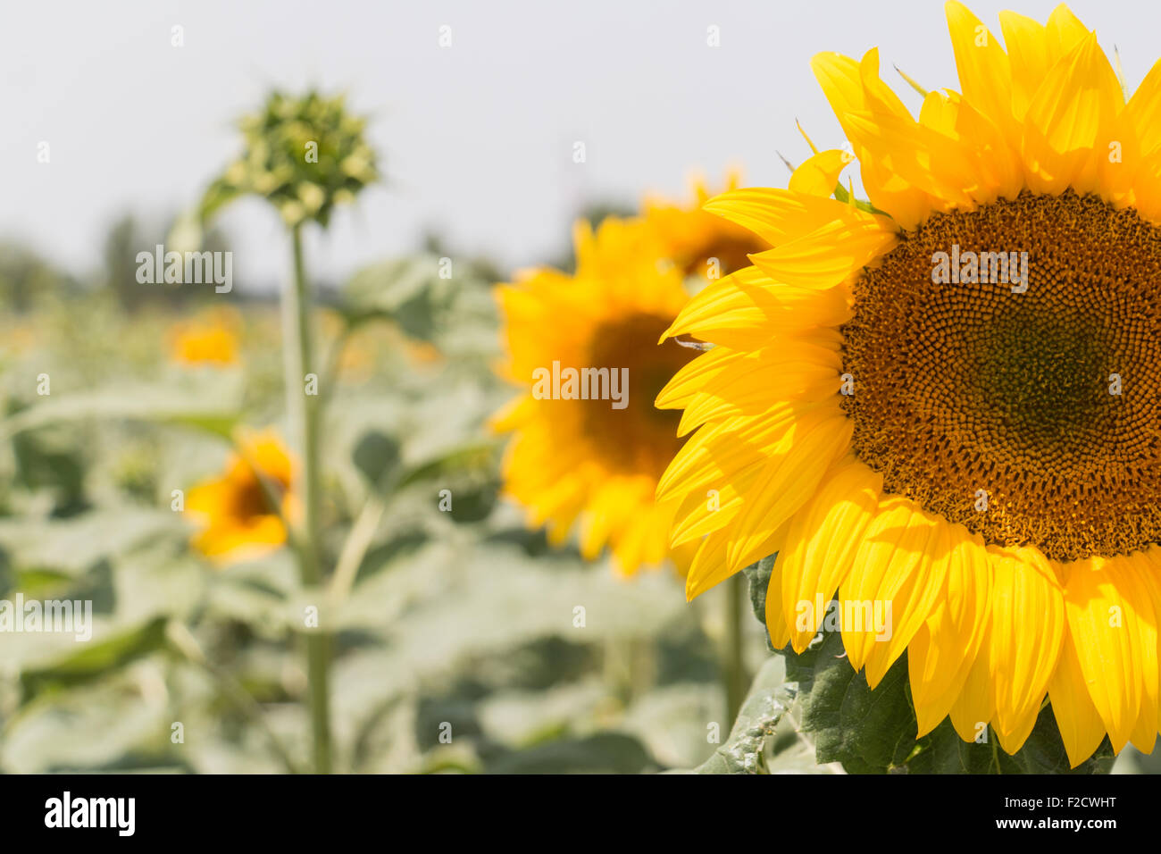 Bereich der blühenden Sonnenblumen in der Provence, Frankreich Stockfoto