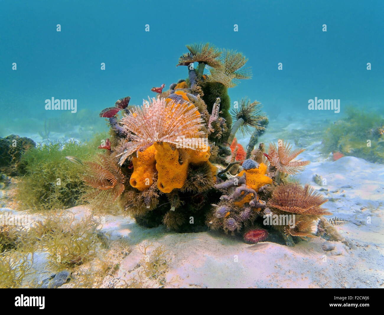 Bunte Unterwasserwelt Unterwasserwelt komponiert von Röhrenwürmern und Schwämme auf dem Meeresboden, Karibik Stockfoto