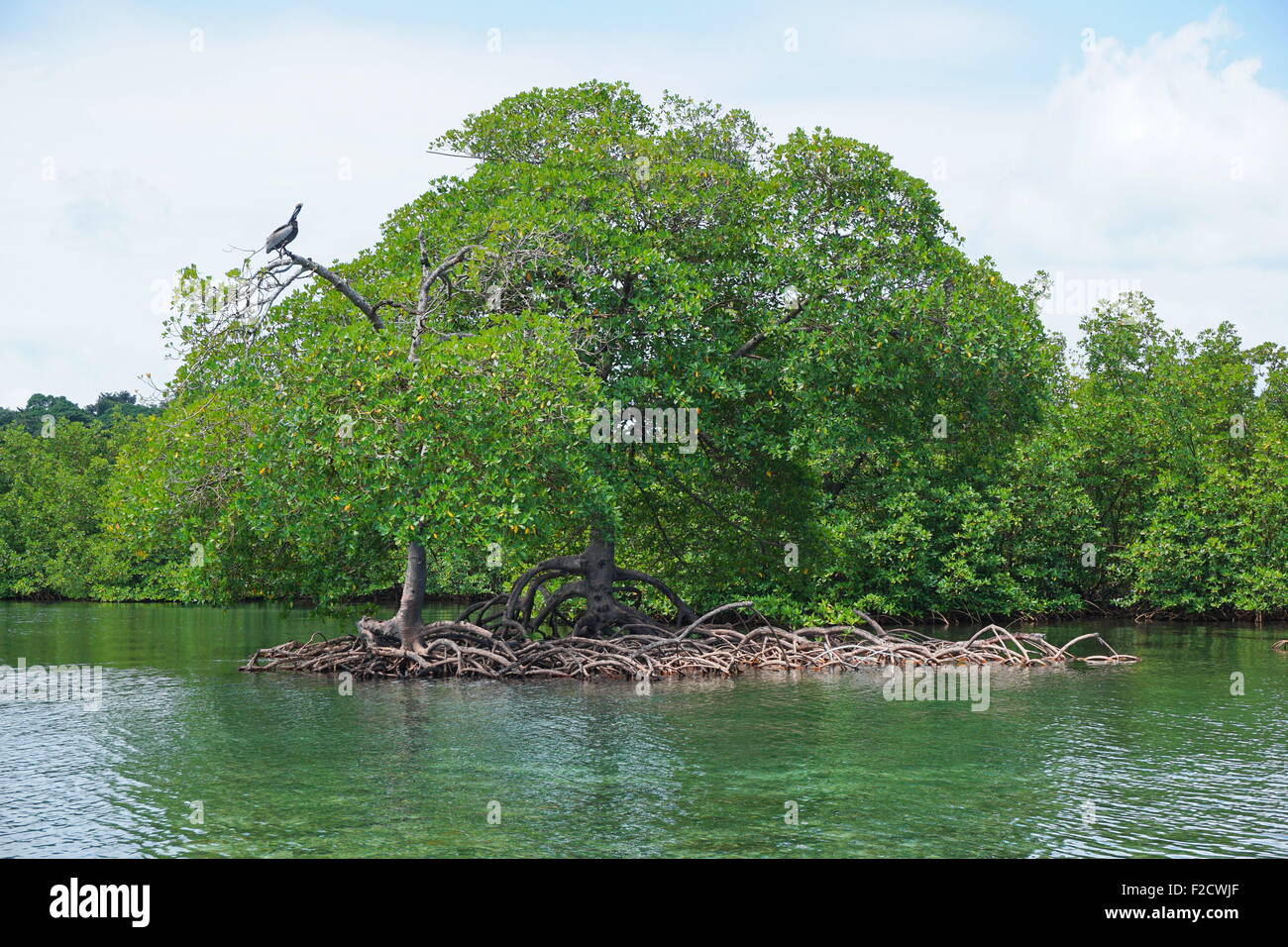 Mangrovenbäume und Wurzeln im Wasser der Karibik, Panama, Mittelamerika Stockfoto
