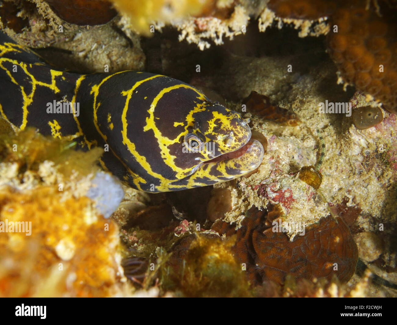 Leiter der Kette Muräne, Echidna Catenata, unter Wasser in der Karibik Stockfoto