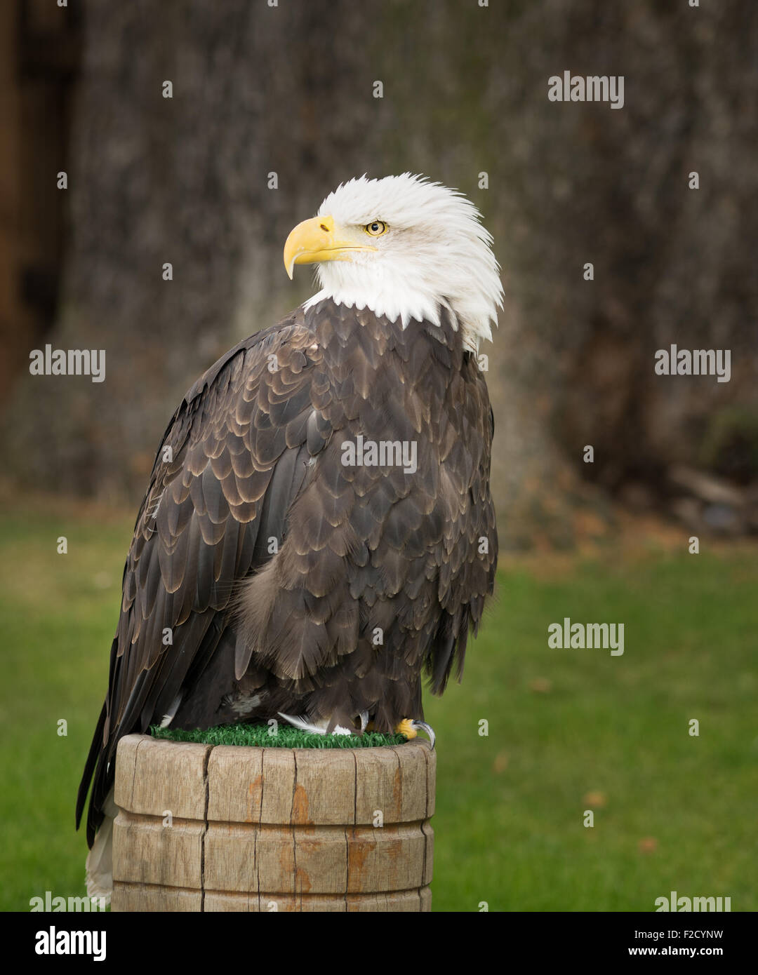 Weißkopf-Seeadler, nationales Symbol der USA Stockfoto