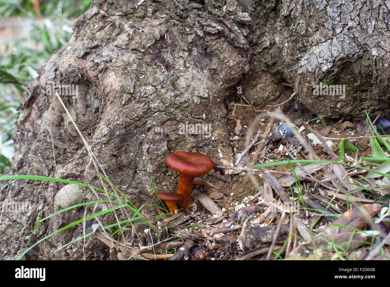 Ansicht der wilden Pilze unter Olivenbaum Stockfotografie - Alamy