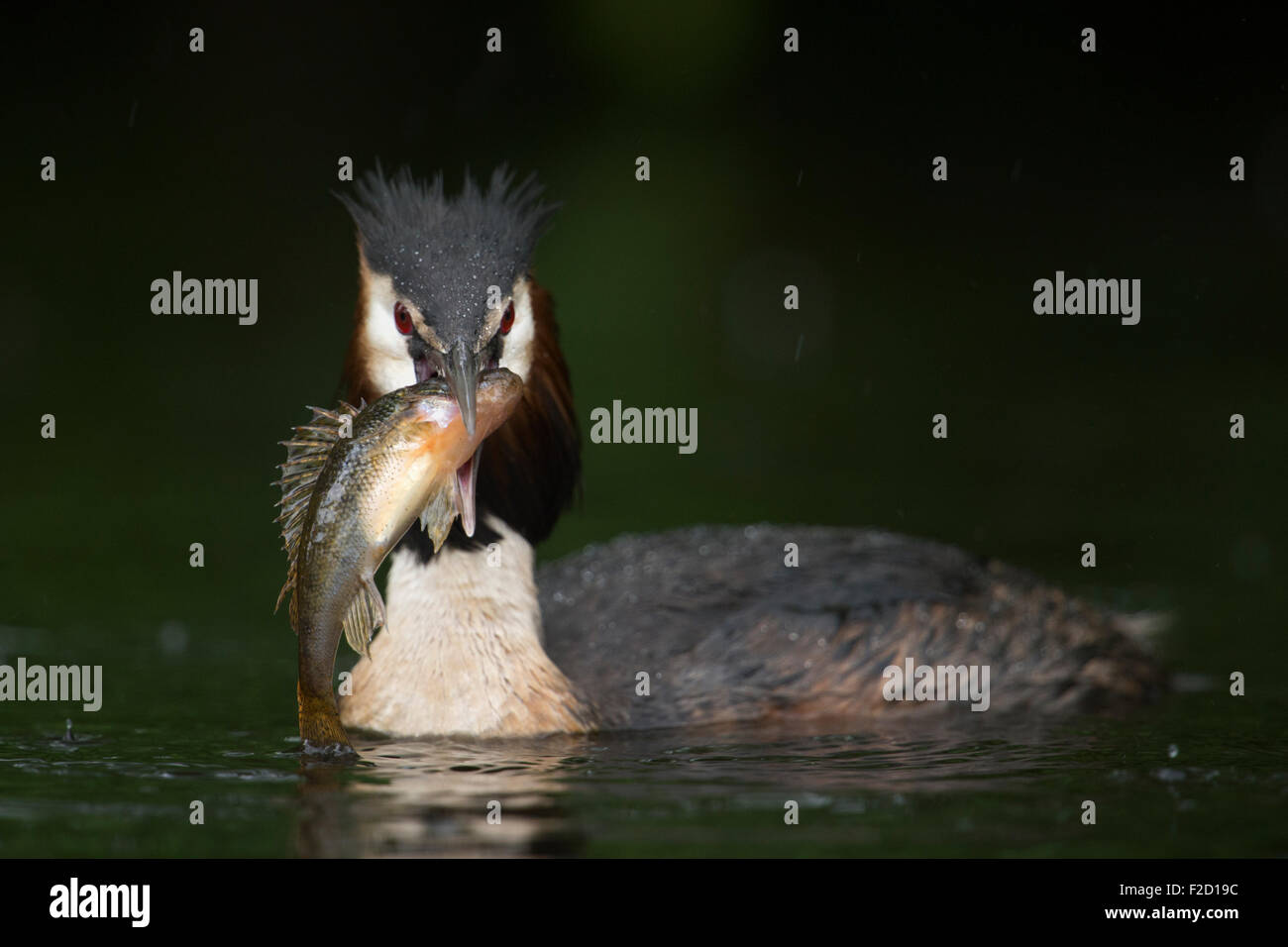 Porträt eines Haubentauchers (Podiceps cristatus), der seine Beute, einen großen Fisch, Wildtiere, Europa präsentiert. Stockfoto