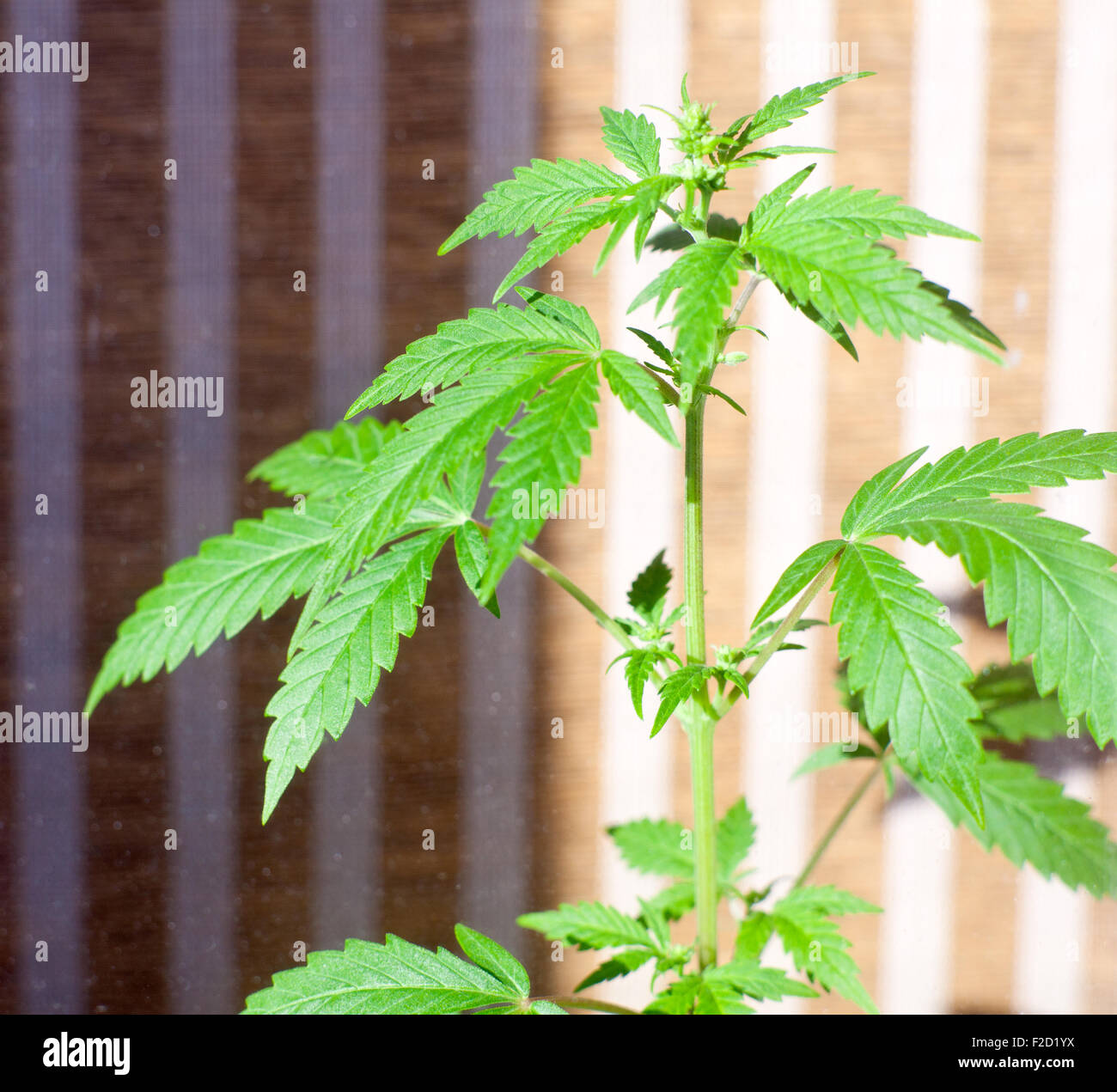 Bzw aus grünen Blättern der Pflanze Stockfoto