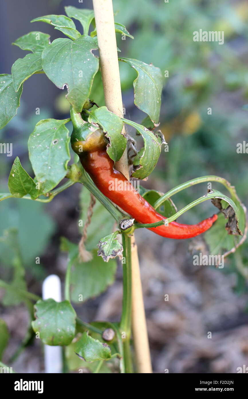 Homegrown chili Stockfoto