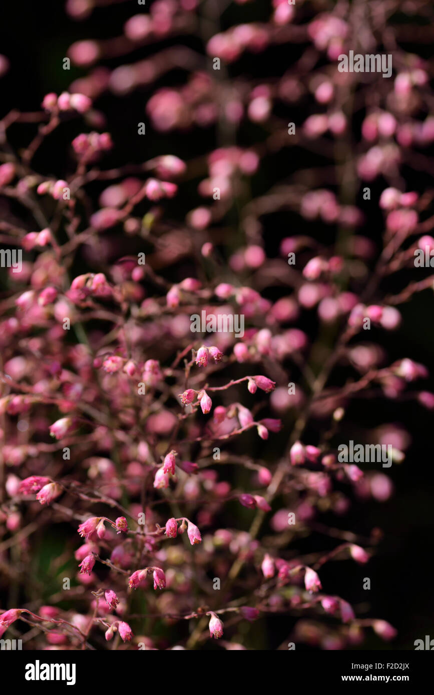 Rosa Koralle Glockenblumen in einem Garten mit dunklem Hintergrund Stockfoto