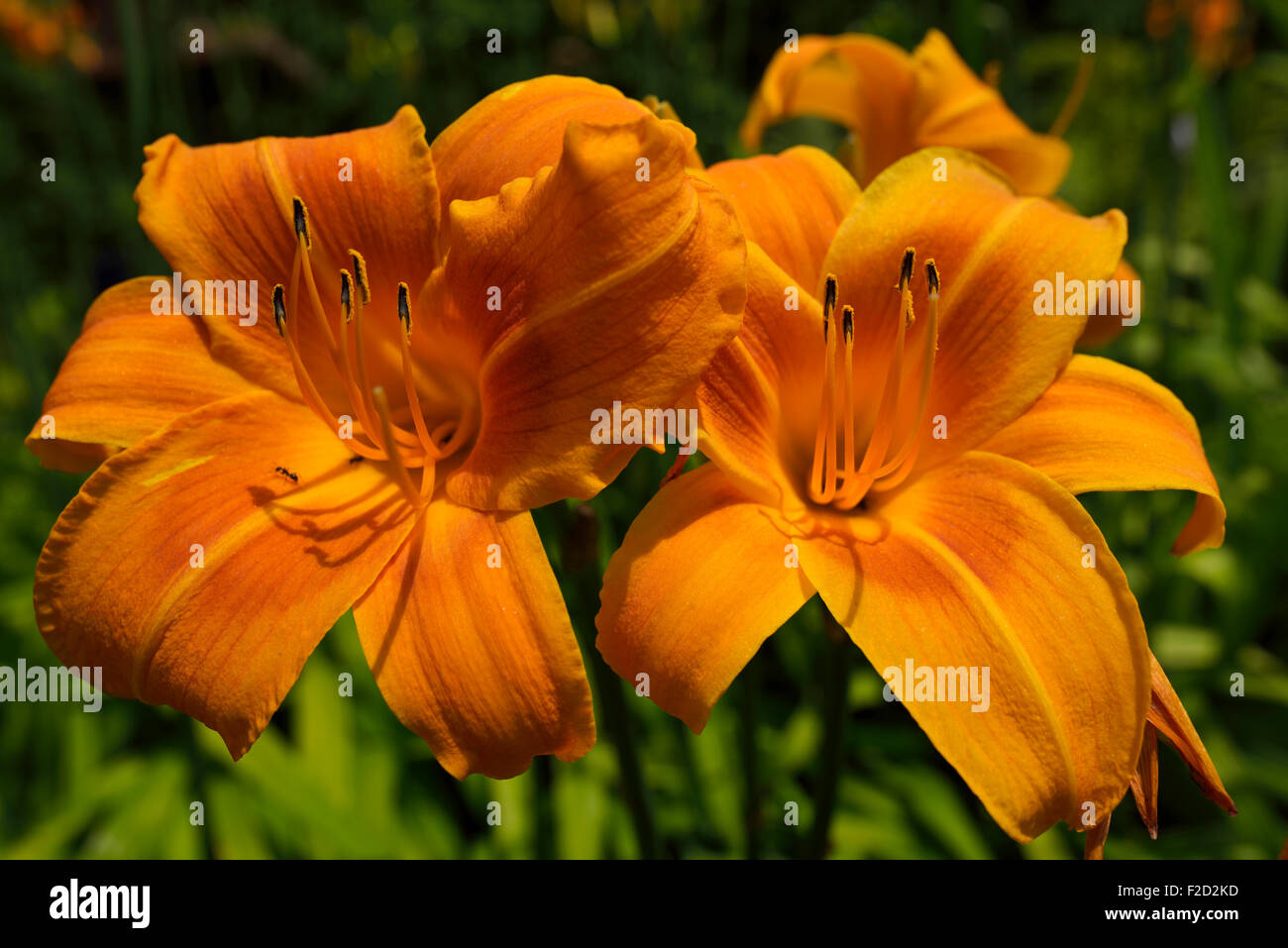 Orange Taglilien Blüten in einem sonnigen Garten Stockfoto