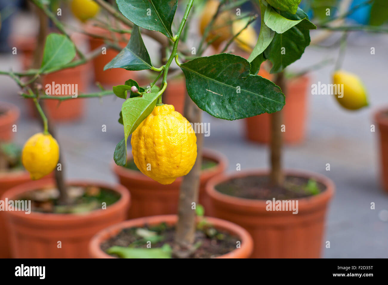 Biologische Zitronen am Baum im Topf Stockfoto