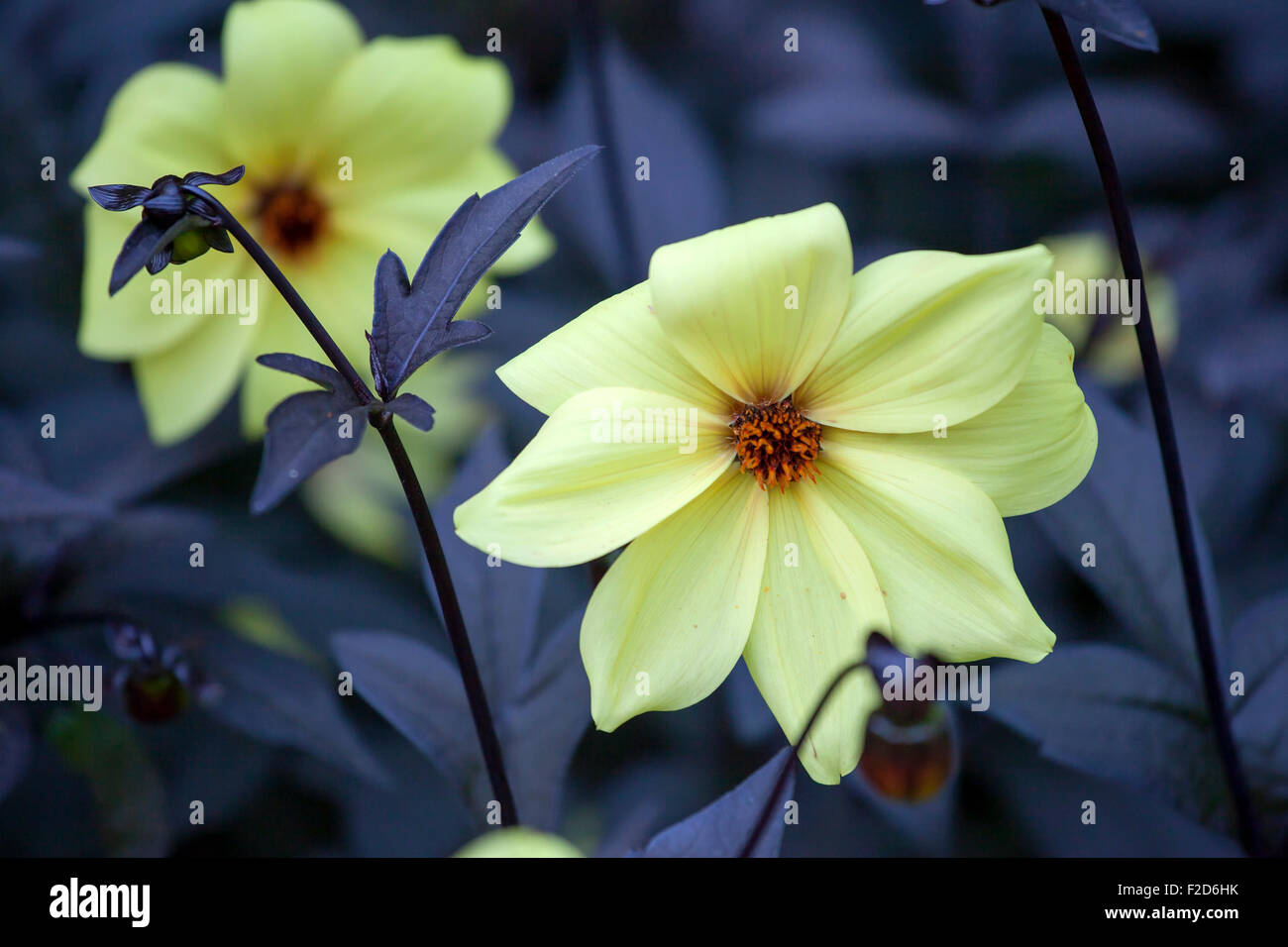 Dahlien Mignon Dinner Plate Flieder Zeit gelbe Blume. Selektiven Fokus Stockfoto