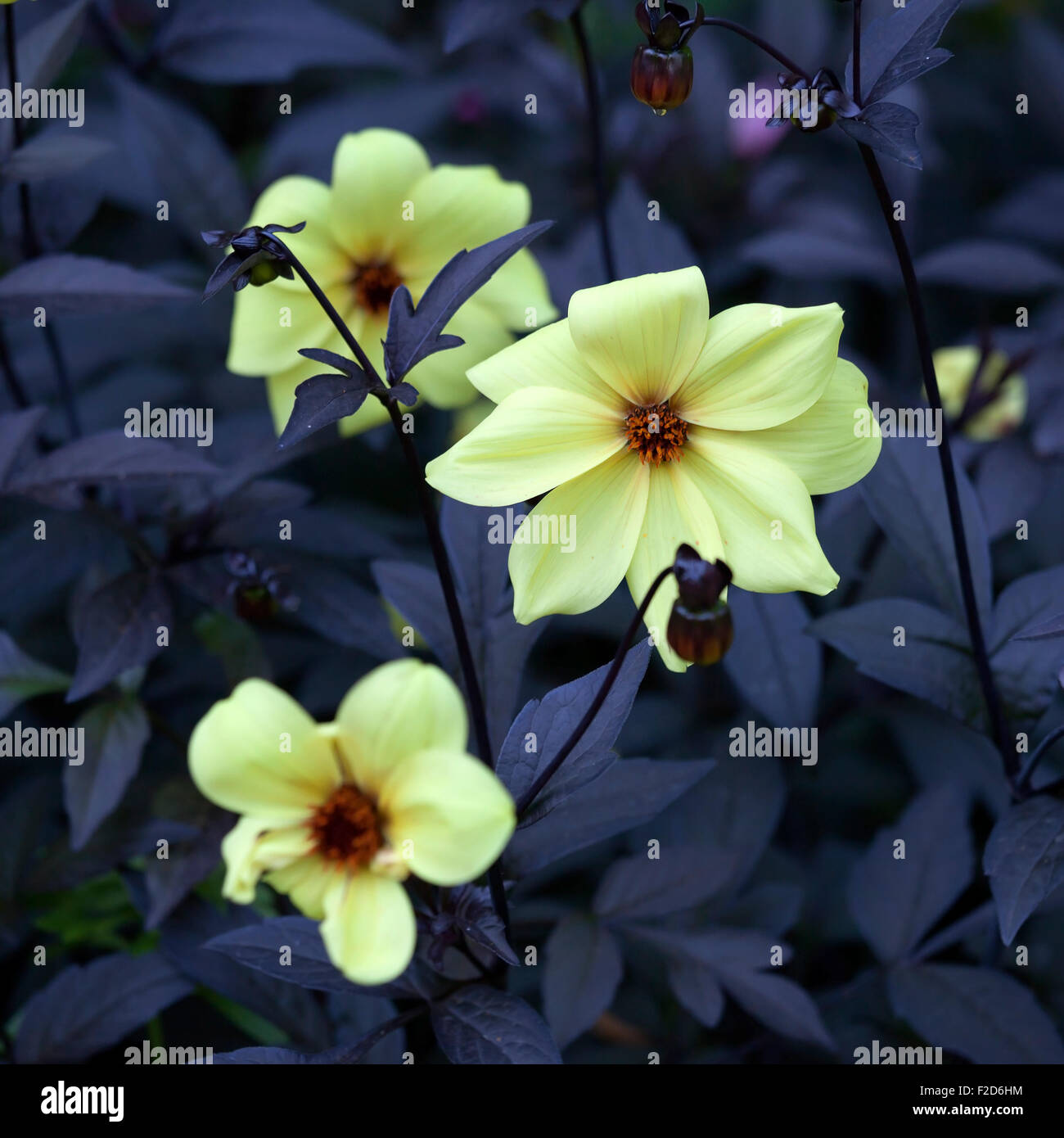 Dahlien Mignon Dinner Plate Flieder Zeit gelbe Blume. Selektiven Fokus Stockfoto